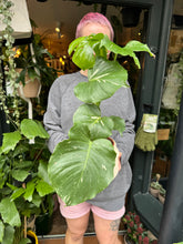 Load image into Gallery viewer, Monstera Thai Constellation / Variegated Cheese Plant
