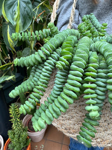 Crassula marnieriana - Worm Plant
