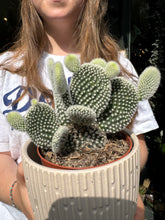 Load image into Gallery viewer, Opuntia microdasys Albispina - Bunny Ear Cactus
