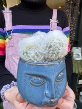 Load image into Gallery viewer, Espostoa melanostele / Peruvian Old Lady Cactus
