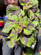Load image into Gallery viewer, Coleus Tiger / Painted Nettle

