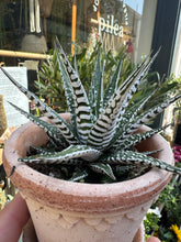 Load image into Gallery viewer, Haworthia fasciata Alba / Zebra Haworthia
