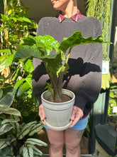 Load image into Gallery viewer, Alocasia Low Rider / Elephant Ear
