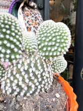 Load image into Gallery viewer, Opuntia microdasys Albispina / Bunny Ear Cactus
