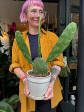 Load image into Gallery viewer, Opuntia cochenillifera / Cochineal Nopal Cactus
