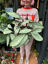 Load image into Gallery viewer, Ctenanthe setosa / Never Never Plant - *Local Delivery or Local Pick Up Only*
