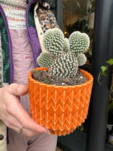 Load image into Gallery viewer, Opuntia microdasys Albispina / Bunny Ear Cactus
