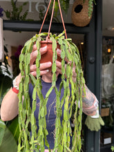 Load image into Gallery viewer, Rhipsalis paradoxa / Chain Cactus
