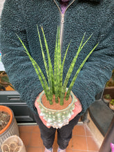 Load image into Gallery viewer, Sansevieria trifasciata Fernwood Mikado 9cm Pot - Snake Plant
