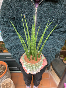 Sansevieria trifasciata Fernwood Mikado 9cm Pot - Snake Plant