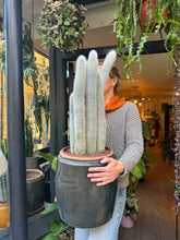 Load image into Gallery viewer, Cleistocactus strausii / Silver Torch / Wooly Torch - *Local Delivery or Local Pick Up Only*
