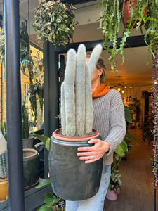 Cleistocactus strausii / Silver Torch / Wooly Torch - *Local Delivery or Local Pick Up Only*