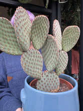 Load image into Gallery viewer, Opuntia macrocalyx / Bunny Ear / Polka Dot Cactus
