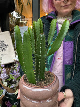 Load image into Gallery viewer, Euphorbia triangularis / Chandelier Tree
