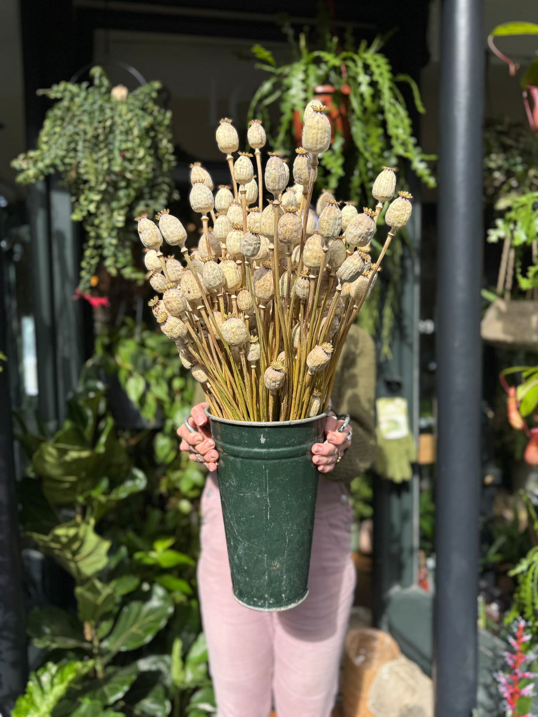 Dried Papaver / Poppy - Price Per Bunch