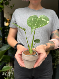 Monstera Thai Constellation / Variegated Cheese Plant