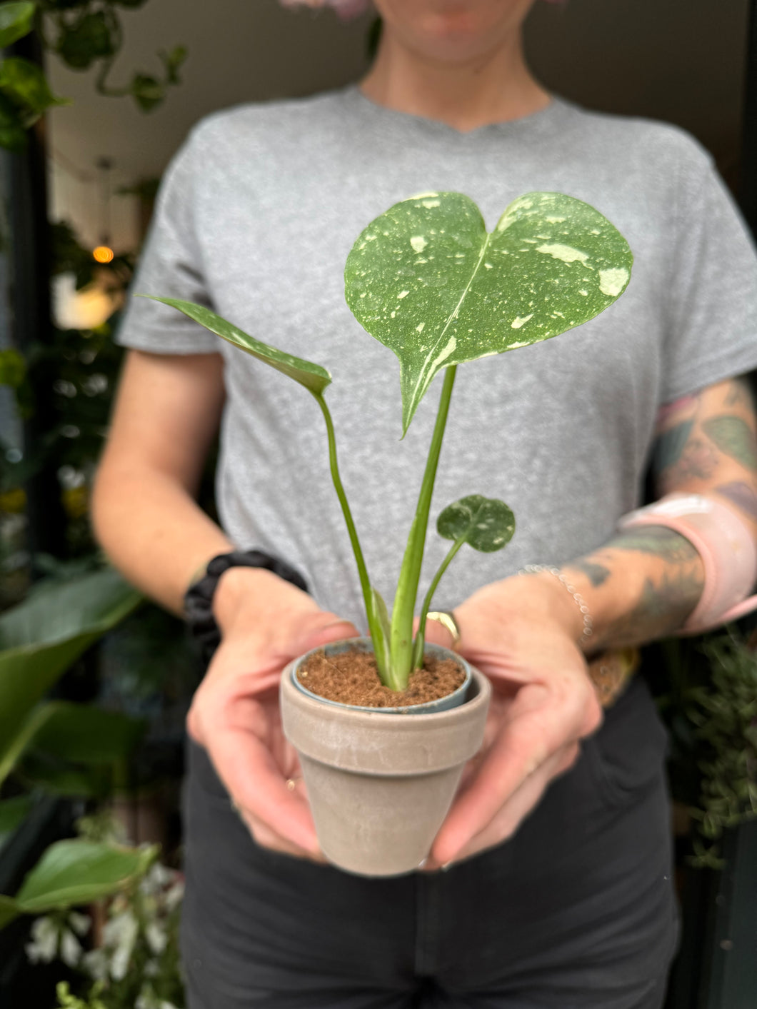 Monstera Thai Constellation / Variegated Cheese Plant