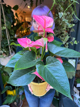 Load image into Gallery viewer, Anthurium andraeanum Sweet Dream / Flamingo Flower
