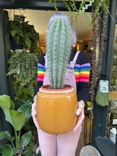 Load image into Gallery viewer, Pachycereus pringlei / Mexican Giant Cactus
