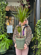 Load image into Gallery viewer, Dracaena marginata / Dragon Tree - *Local Delivery or Local Pick Up Only*
