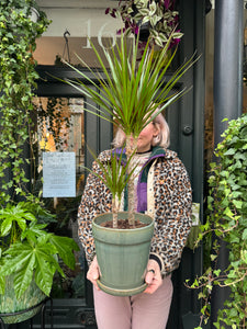 Dracaena marginata / Dragon Tree - *Local Delivery or Local Pick Up Only*