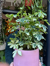 Load image into Gallery viewer, Schefflera Charlotte / Umbrella Plant - *Local Delivery or Local Pick Up Only*

