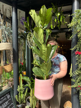 Load image into Gallery viewer, Ficus lyrata / Fiddle Leaf Fig - *Local Delivery or Local Pick Up Only*
