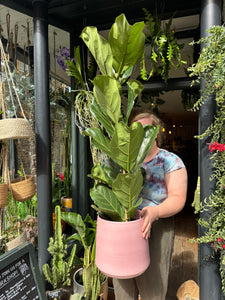 Ficus lyrata / Fiddle Leaf Fig - *Local Delivery or Local Pick Up Only*