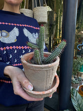 Load image into Gallery viewer, Euphorbia badoensis / Euphorbia baioensis / Cage Monolith
