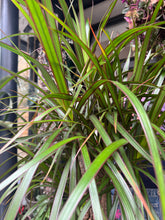 Load image into Gallery viewer, Dracaena marginata / Dragon Tree - *Local Delivery or Local Pick Up Only*
