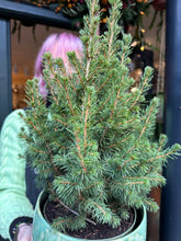 Load image into Gallery viewer, Picea glauca December / Dwarf Conifer - 17cm Pot
