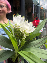Load image into Gallery viewer, Curcuma alismatifolia Siam Sisto / Siam Tulip
