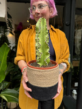 Load image into Gallery viewer, Euphorbia ingens Marmorata Variegata / Variegated Candelabra Cactus
