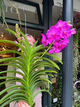 Load image into Gallery viewer, Hanging Vanda Orchid - Mixed Flower Colours - *Local Delivery or Local Pick Up Only*
