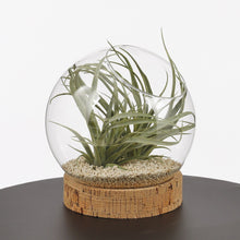 Load image into Gallery viewer, Round Glass Open Terrarium On Cork Base - *Local Delivery or Local Pick Up Only*
