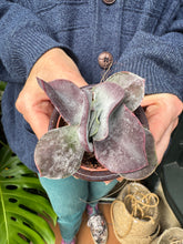 Load image into Gallery viewer, Cotyledon Hybrid
