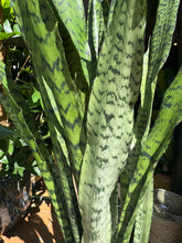 Load image into Gallery viewer, Sansevieria trifasciata Zeylanica / Snake Plant - *Local Delivery or Pick Up Only*
