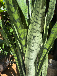 Sansevieria trifasciata Zeylanica / Snake Plant - *Local Delivery or Pick Up Only*