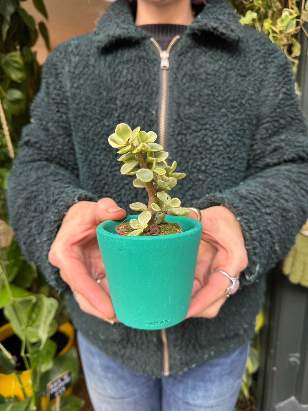 Portulacaria afra Variegata / Elephant Bush