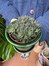 Load image into Gallery viewer, Crassula crassimus / Crassula Hybrid
