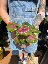 Load image into Gallery viewer, Caladium Casey / Angel Wings
