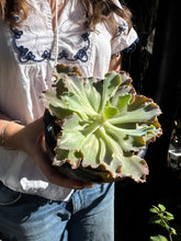 Load image into Gallery viewer, Echeveria shaviana / Mexican Hens and Chicks

