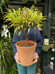 Dracaena reflexa / Song of India / Dragon Tree - *Local Delivery or Local Pick Up Only*