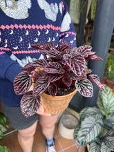 Load image into Gallery viewer, Peperomia caperata Luna Red / Radiator Plant
