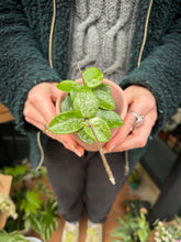 Load image into Gallery viewer, Hoya mathilde Splash / Wax Plant
