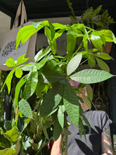 Load image into Gallery viewer, Pachira aquatica / Money Tree / Guiana Chestnut - *Local Delivery or Local Pick Up Only*
