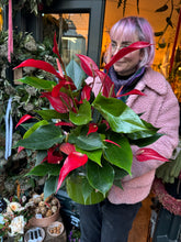 Load image into Gallery viewer, Anthurium banderola Roja / Flamingo Flower
