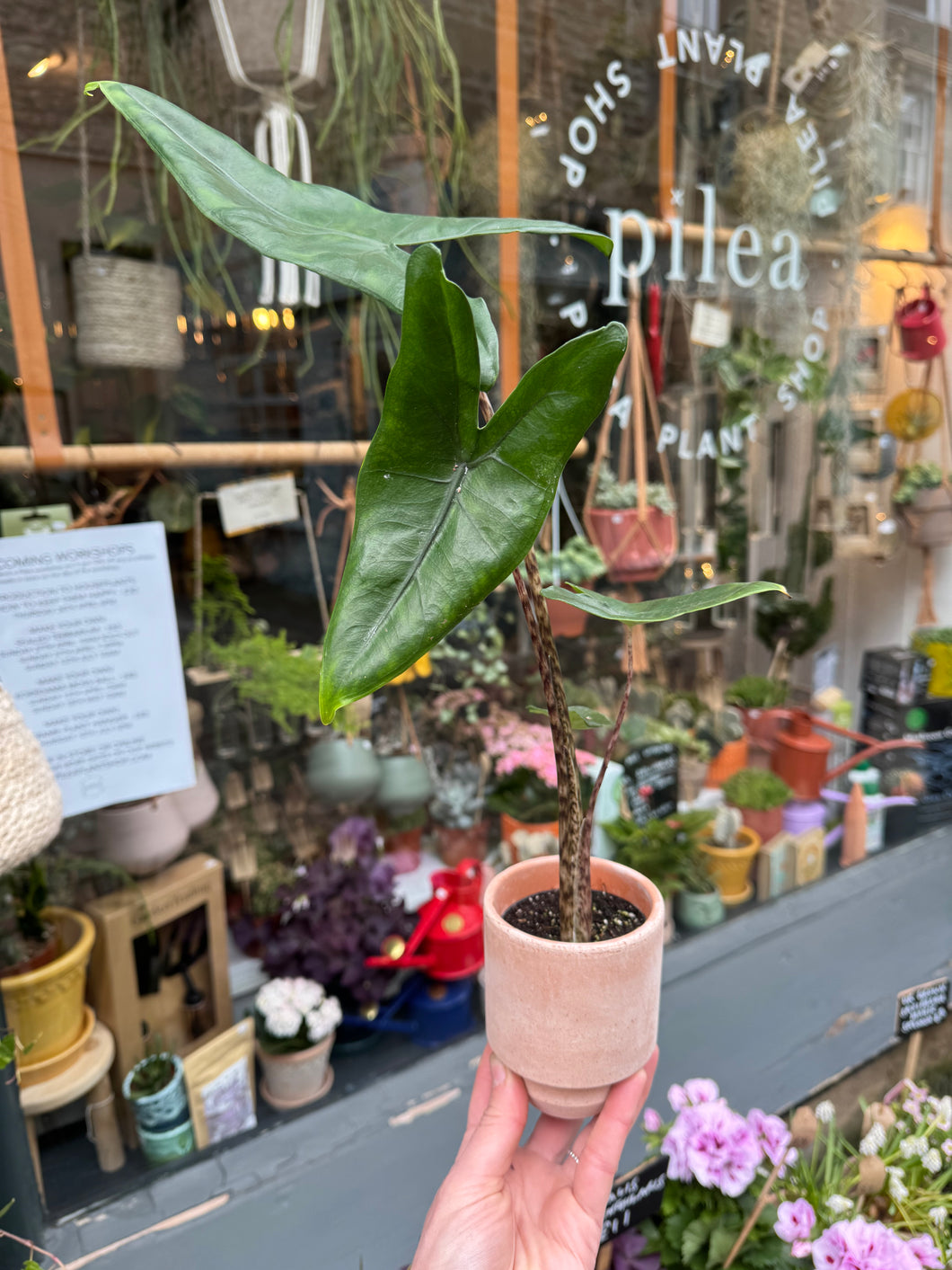 Alocasia zebrina / Elephant Ear