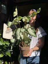 Load image into Gallery viewer, Caladium White / Angel Wings
