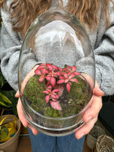 Load image into Gallery viewer, Glass Egg Sealed Terrarium - *Local Delivery or Local Pick Up Only*
